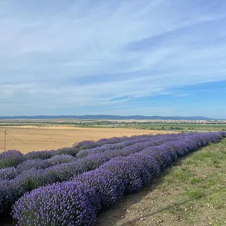 公寓 Deluxe With Sea View Vineyard 阿赫洛伊