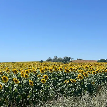 公寓 Deluxe With Sea View Vineyard 阿赫洛伊