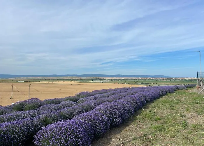 公寓 Deluxe With Sea View Vineyard 阿赫洛伊