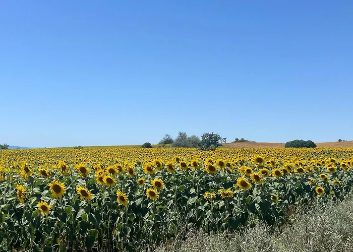 公寓 Deluxe With Sea View Vineyard 阿赫洛伊